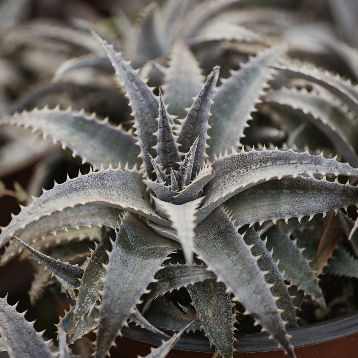 Dyckia Grand Marnier - Dyckia Grand Marnier - Willemse