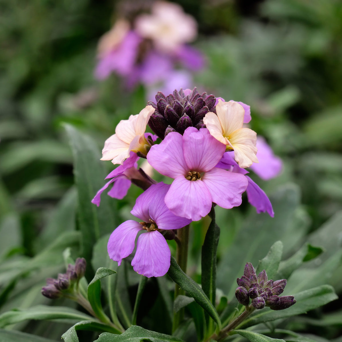 Giroflée Poem Lavender - Erysimum Poem Lavender - Willemse