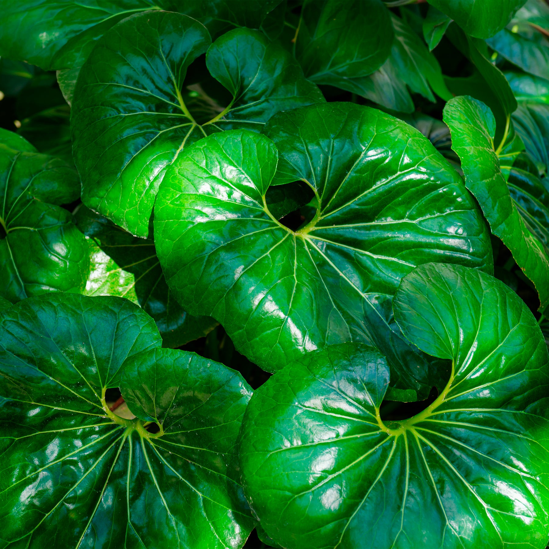 Farfugium Gigantea Articjungle®