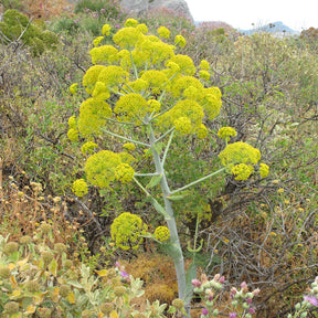 Férule commune - Willemse