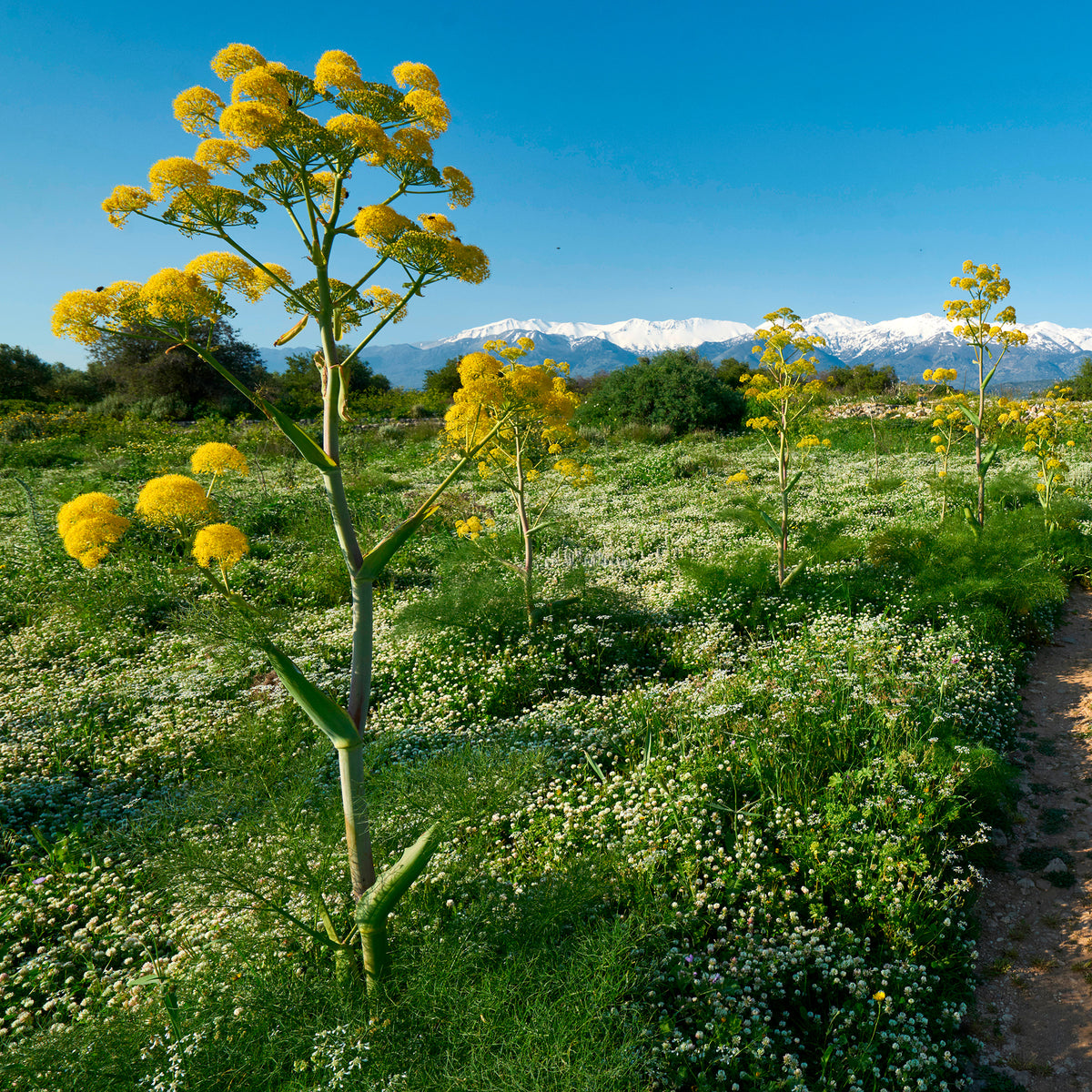Férule commune - Ferula communis - Willemse
