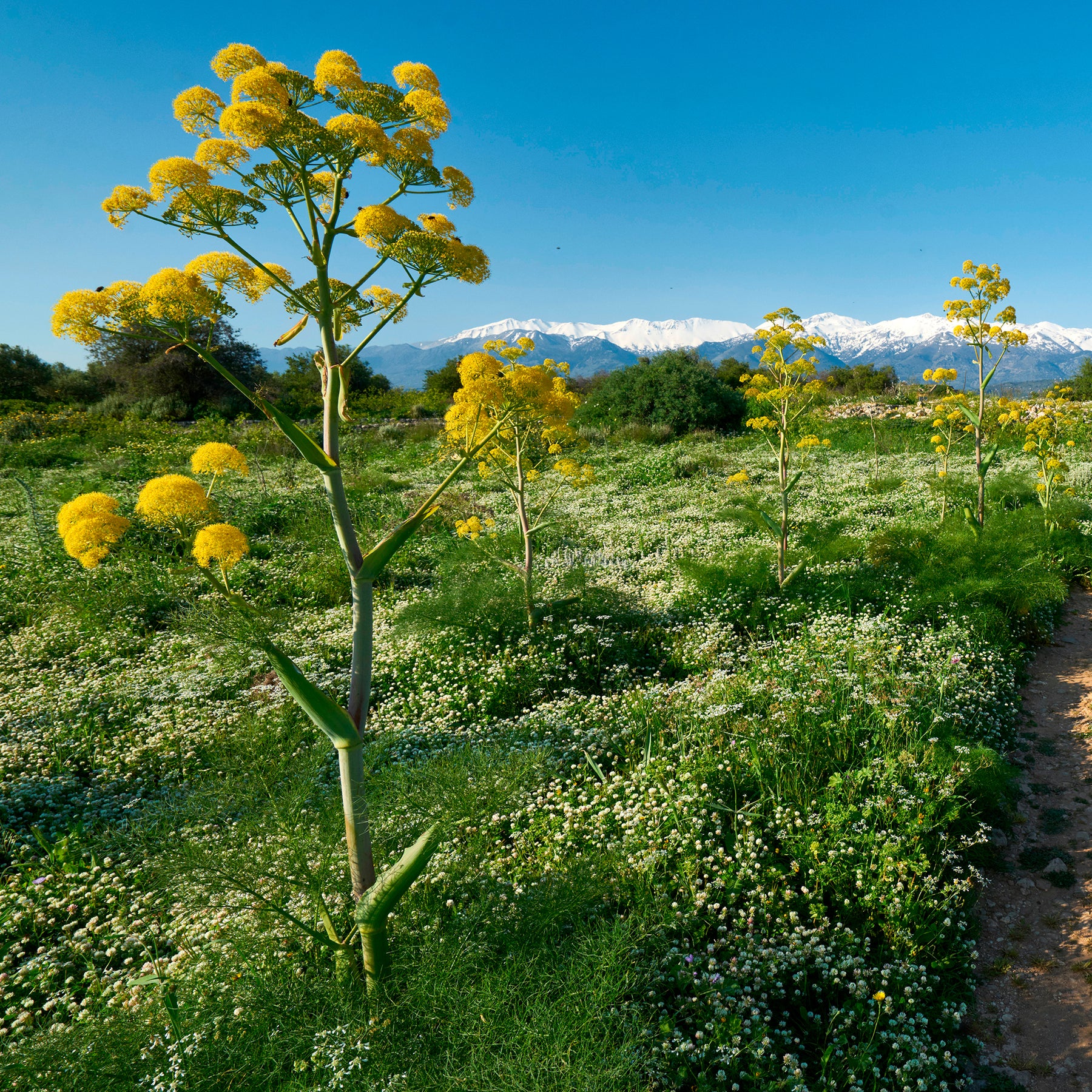 Férule commune - Ferula communis - Willemse