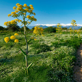 Férule commune - Ferula communis - Willemse
