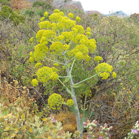 Ferula communis - Férule commune - Vivaces sauvages