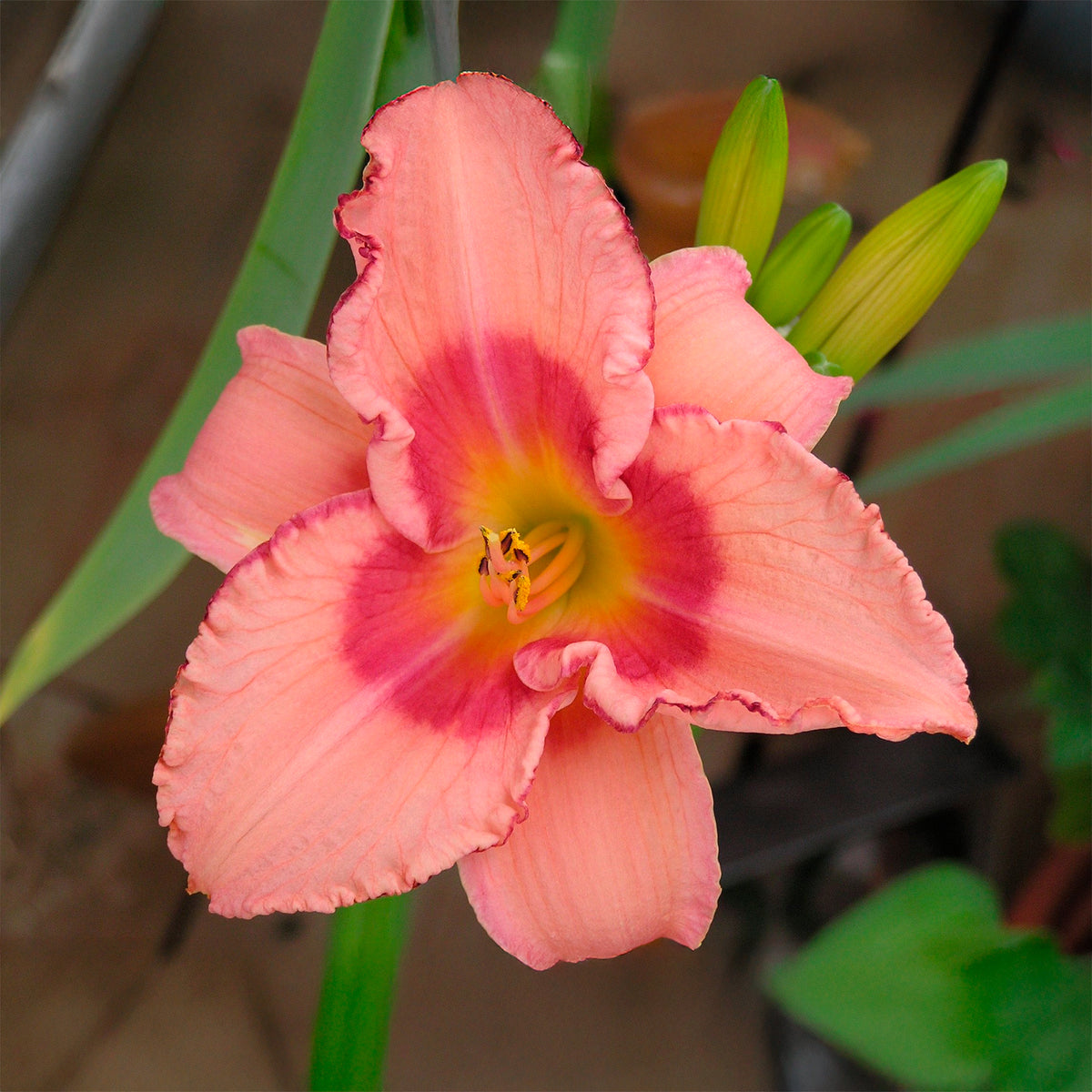 Hémérocalle Strawberry Fields Forever - Willemse