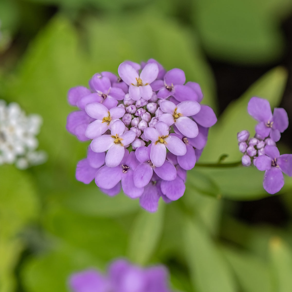 Corbeille d'argent Absolutely Amethyst - Iberis - Willemse