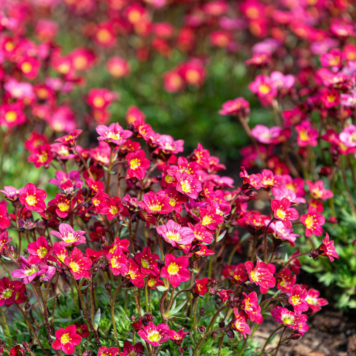 Saxifrage mousse Purpurteppich