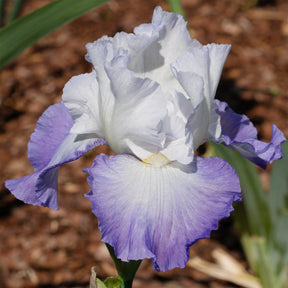 Iris germanica Alizés - Iris de jardin Alizés - Iris de jardin