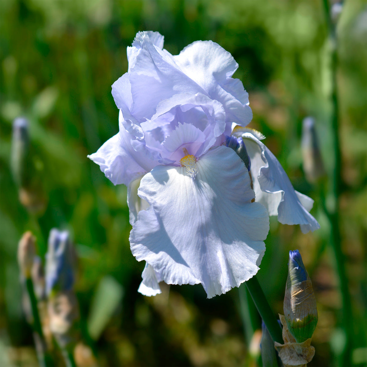 Iris de jardin Blue Sapphire - Willemse