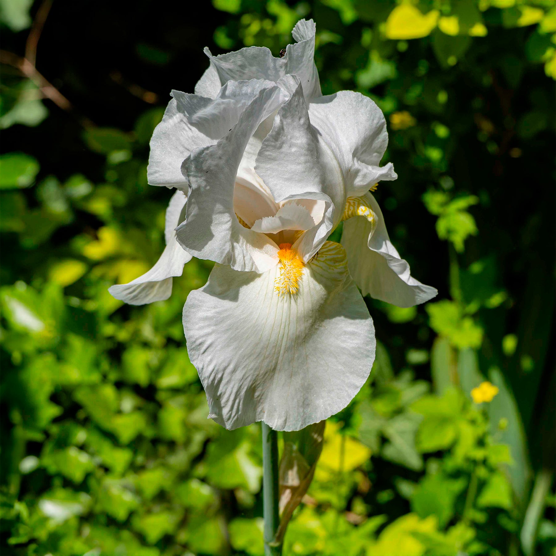 Iris germanica Wedding Bouquet - Iris de jardin Wedding Bouquet - Iris de jardin