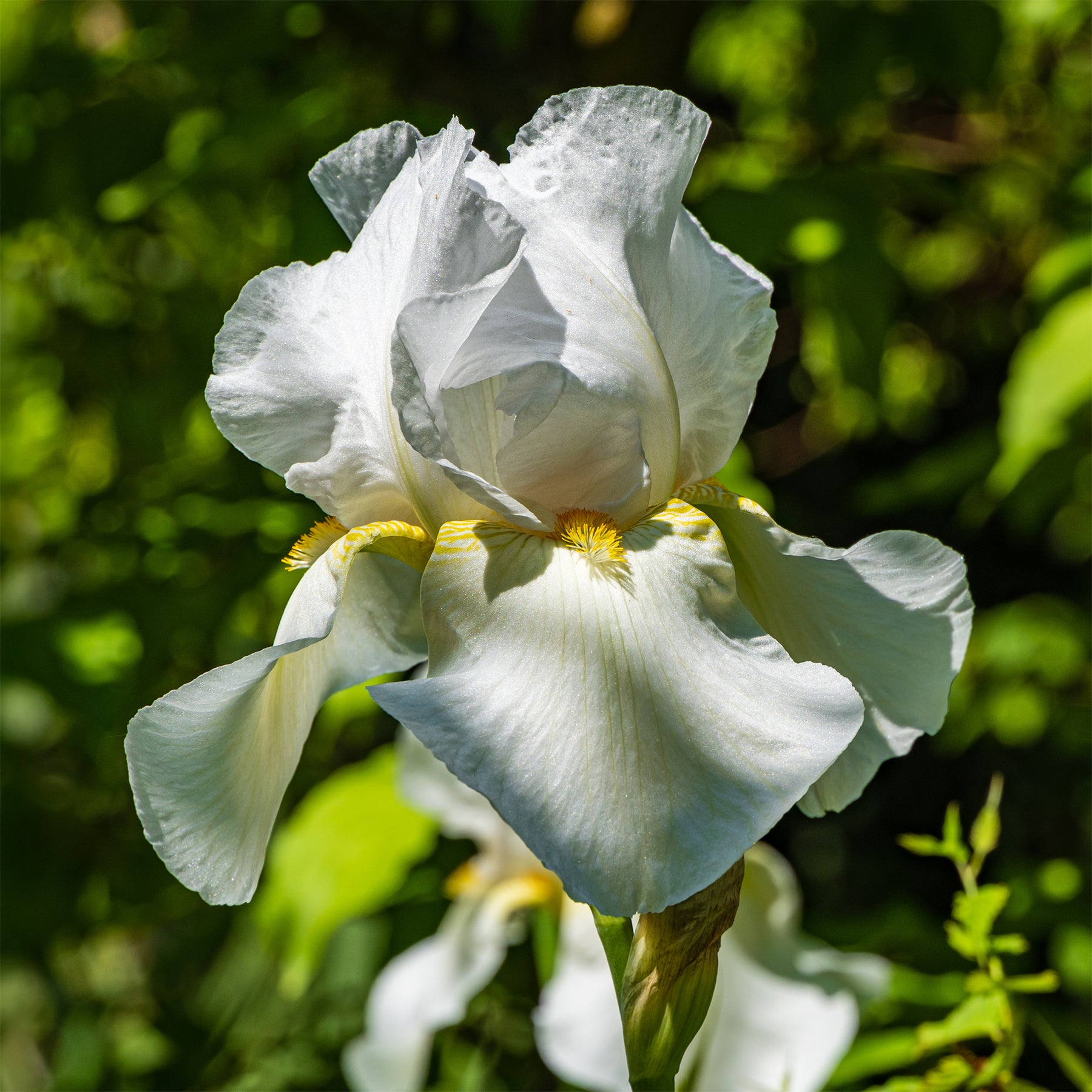Iris de jardin Wedding Bouquet - Willemse