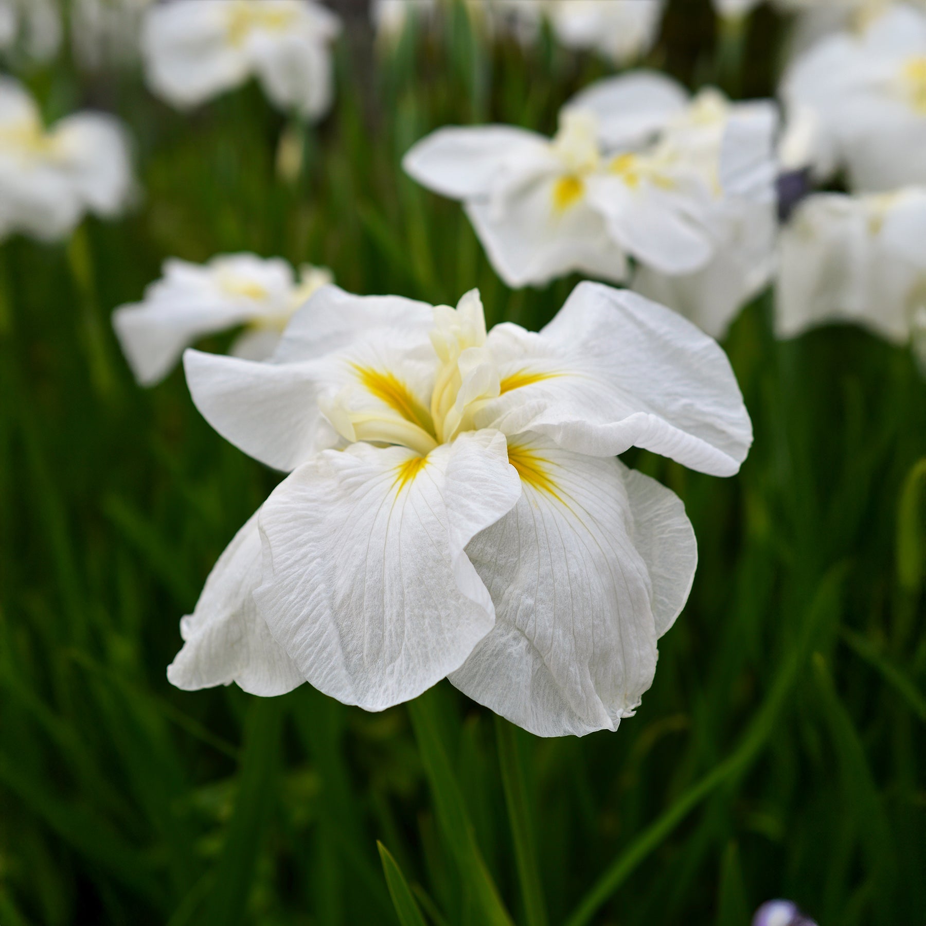 Iris du Japon White Ladies - Willemse