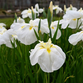 Iris du Japon White Ladies