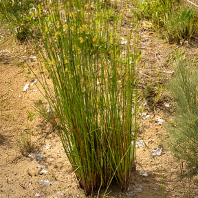 Jonc épars - Juncus effusus - Willemse