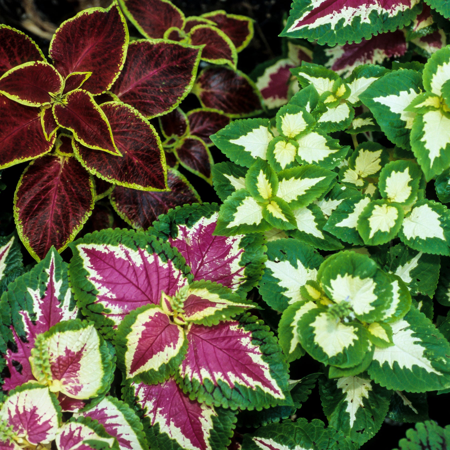 Coleus Wizard - Willemse
