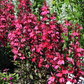 Lobelia Russian Princess - Willemse