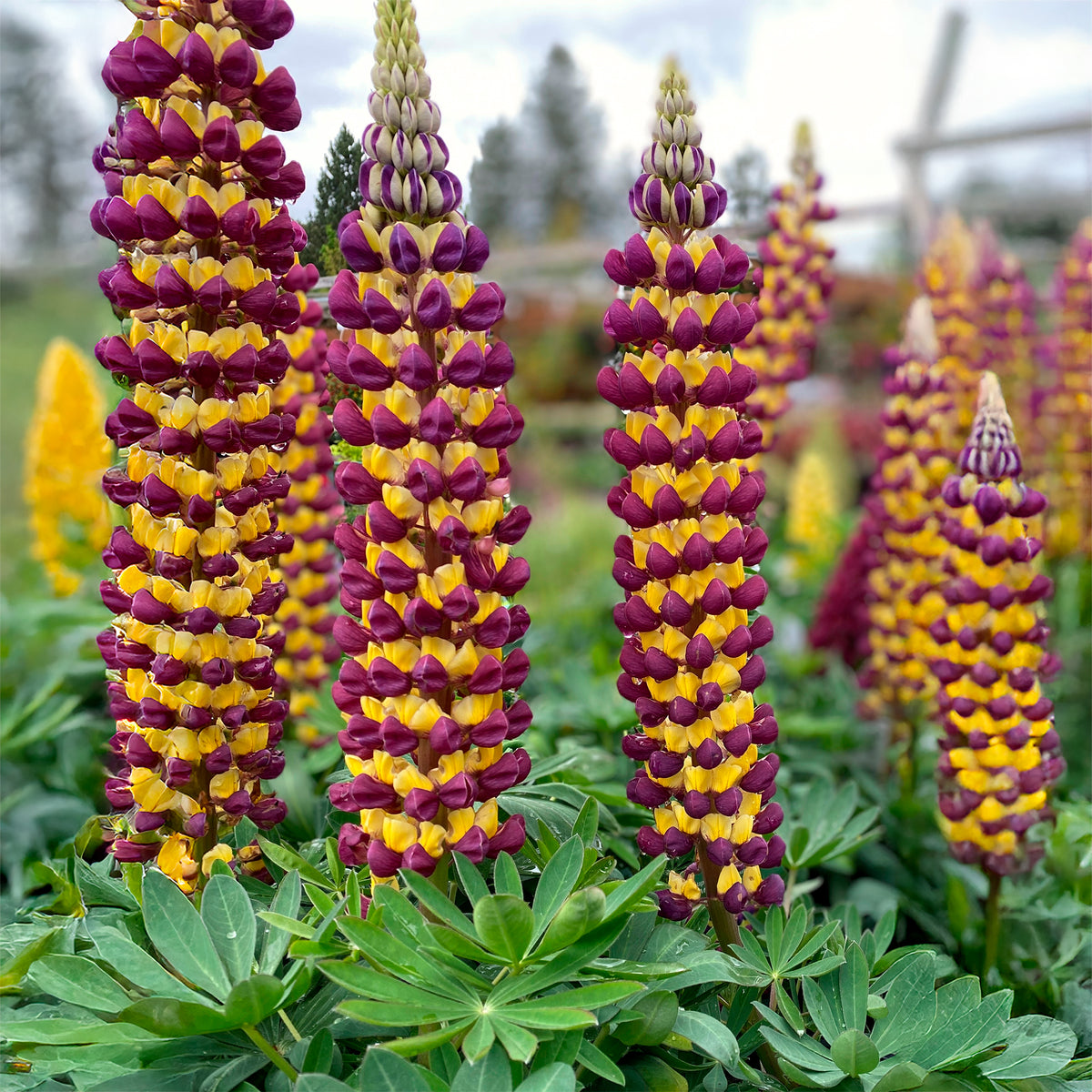 Lupin Manhattan Lights® - Willemse