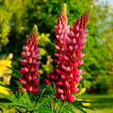 Lupin The Pages - Willemse