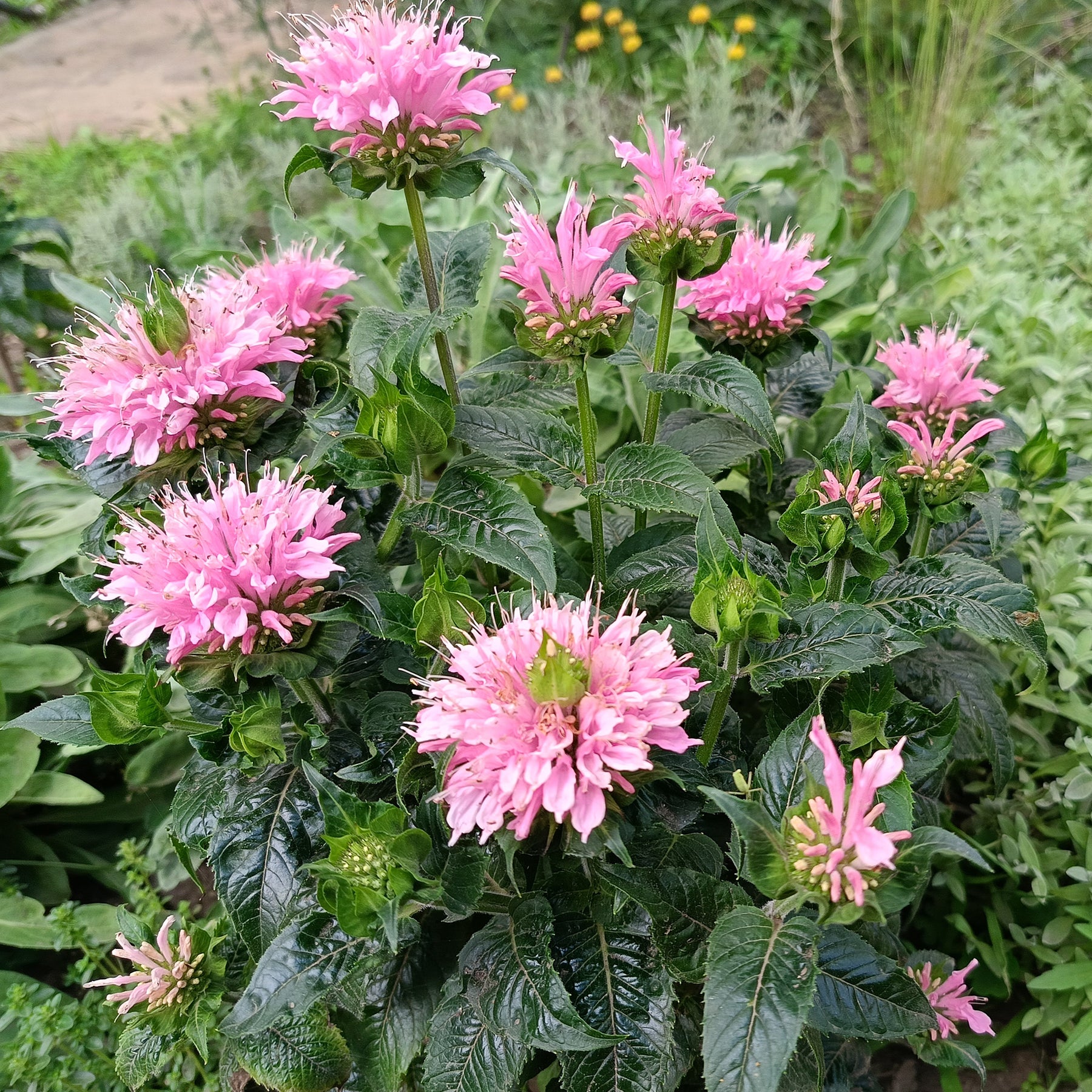 Monarde Sugar Buzz Pink Frosting - Willemse
