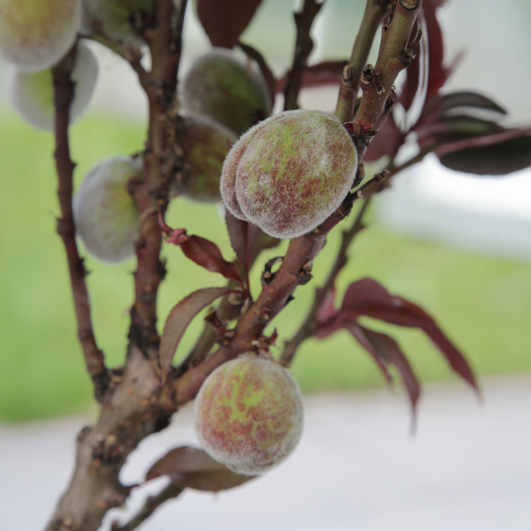 Pêcher pourpre Rubira - Willemse