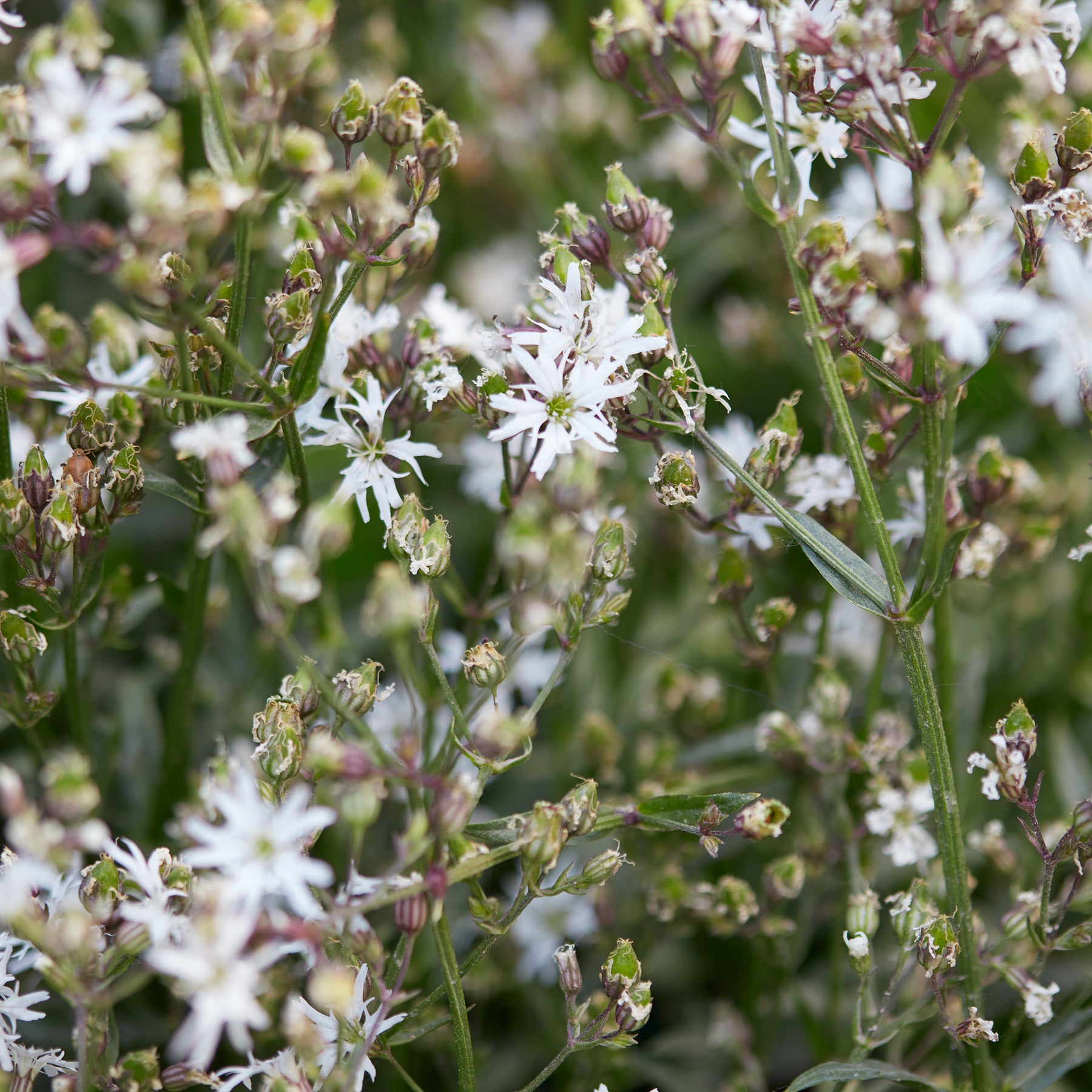 Lychnis fleur de coucou White Robin - Willemse