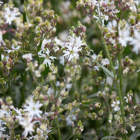 Lychnis fleur de coucou White Robin - Willemse