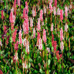Renouée naine Kabouter - Persicaire - Persicaria affinis Kabouter - Willemse
