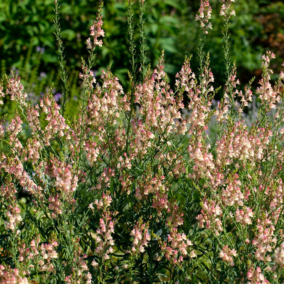 Linaire pourpre Peachy - Willemse