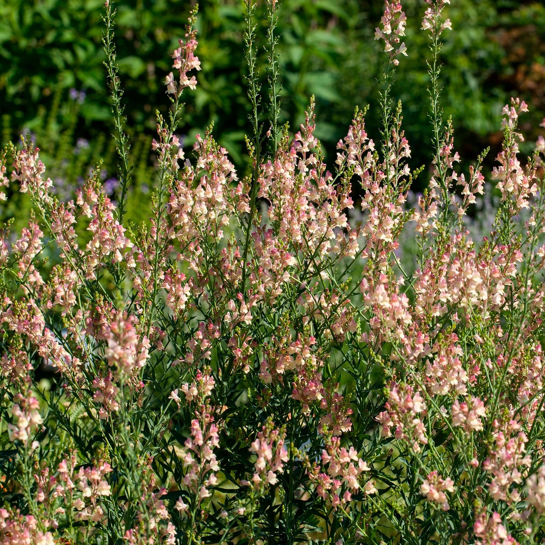 Linaire pourpre Peachy - Willemse