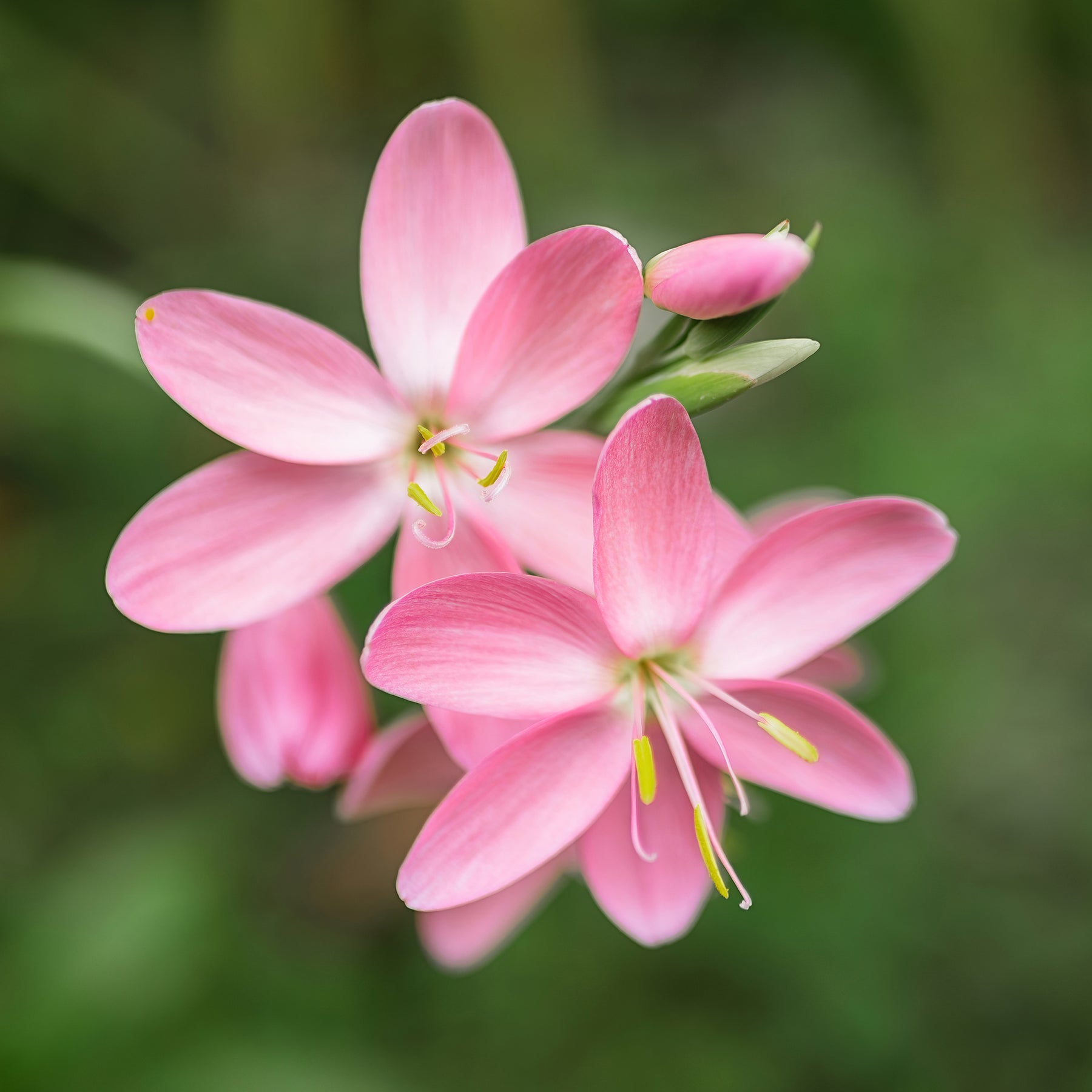 Lys des cafres Pink Butterflies - Willemse