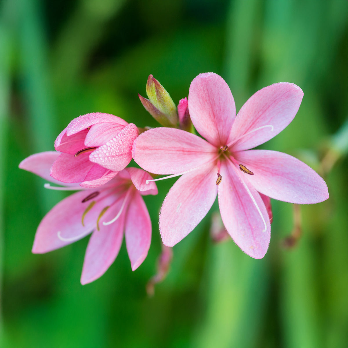 Lys des cafres Pink Butterflies - Schizostylis coccinea Pink Butterflies - Willemse