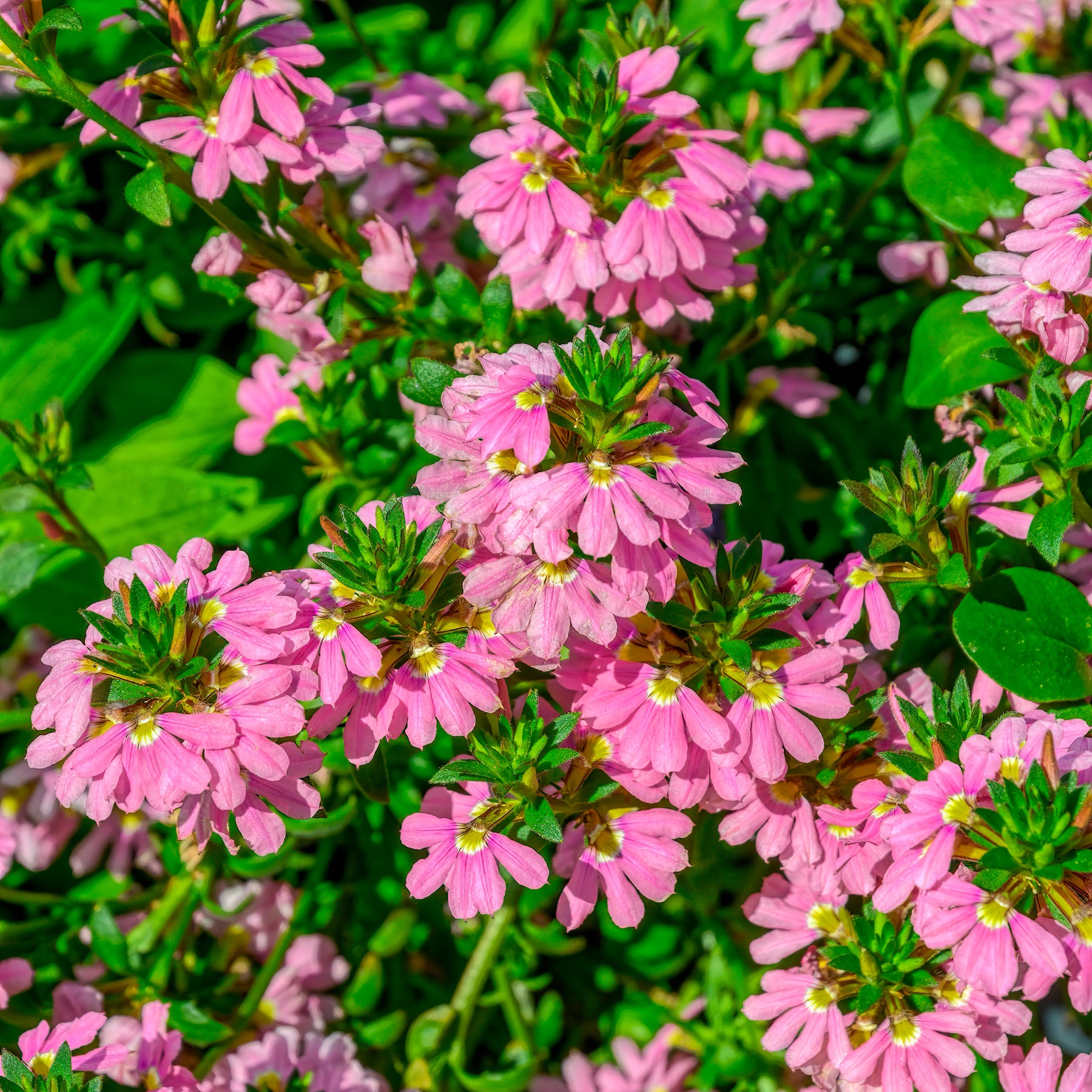 Scaevola Baby Pink Touch - Willemse