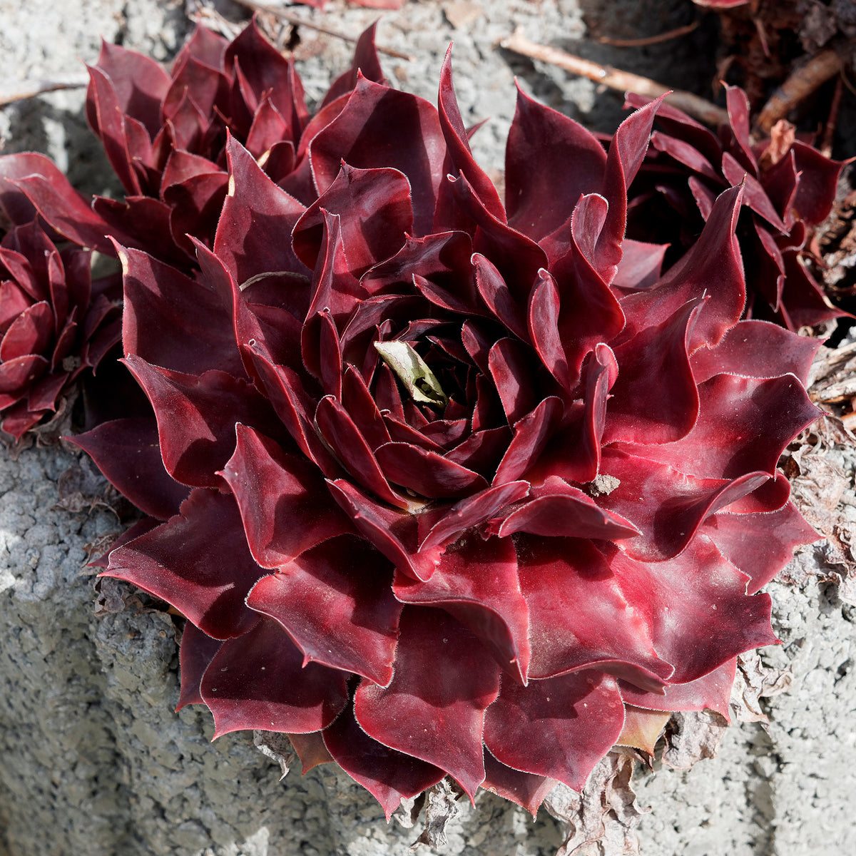 Joubarbe Chick Charms® Chocolate Kiss - Sempervivum - Willemse