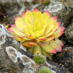 Joubarbe Chick Charms® Gold Nugget - Sempervivum - Willemse