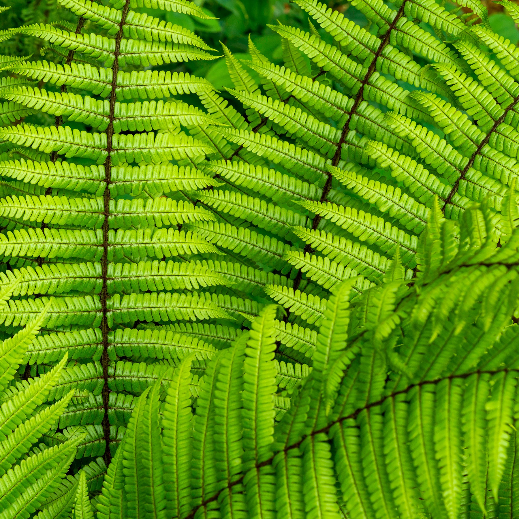 Fougère à écailles dorées - Willemse