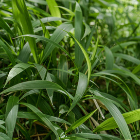 Herbe palmier - Willemse