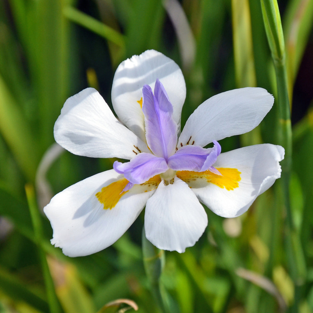 Dietes à grandes fleurs - Willemse