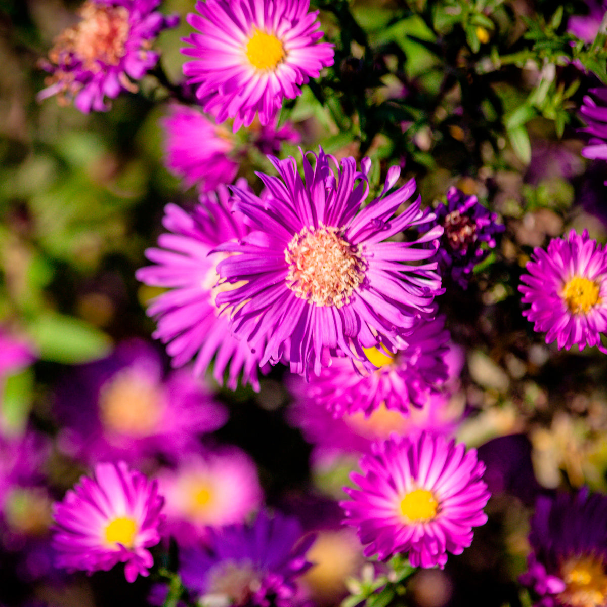 Aster nain d'automne Anneke - Willemse