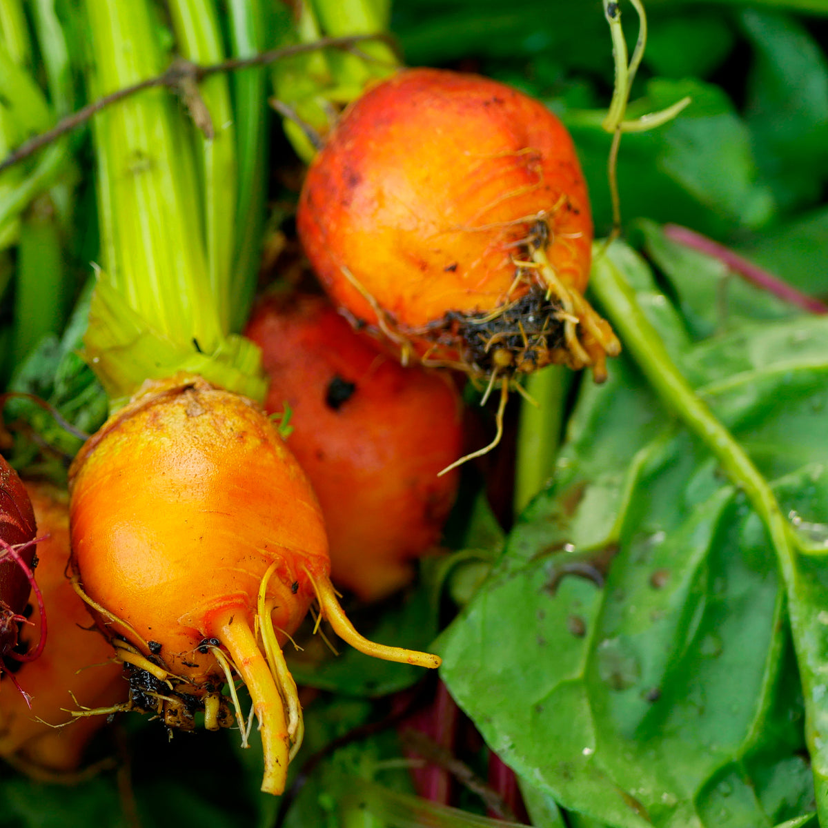 Betterave jaune Burpees Golden - Willemse