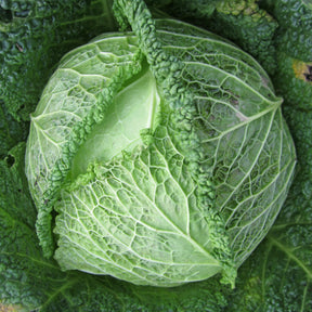 Brassica oleracea sabauda Manon F1 - Chou de Milan Manon F1 - Plants de choux