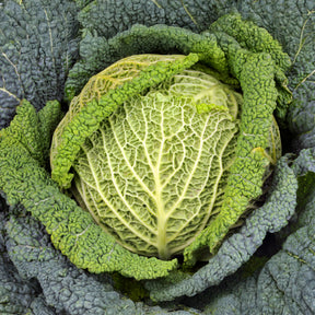 Plants de choux - Chou de Milan Manon F1 - Brassica oleracea sabauda Manon F1