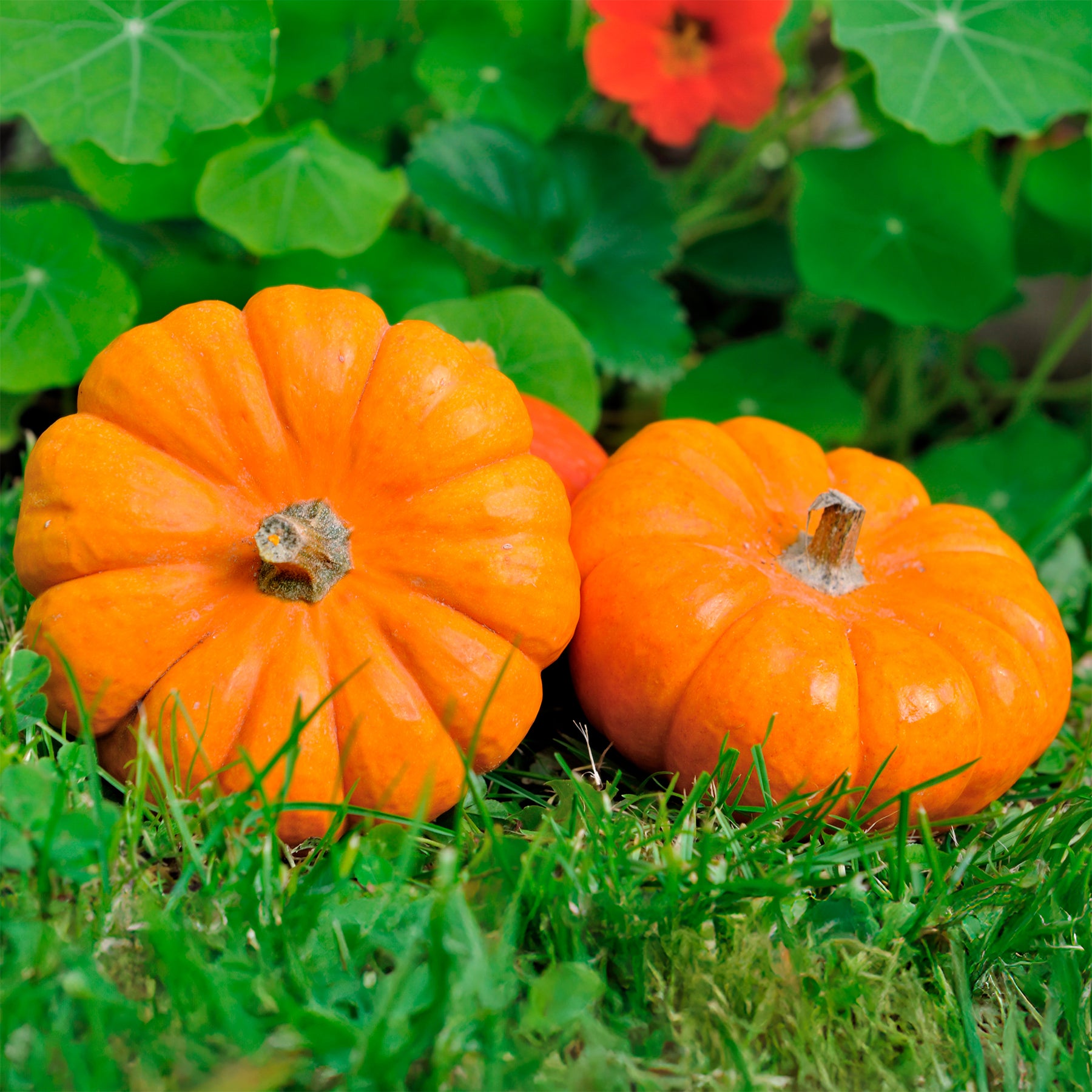 Courge Jack Be Little - Willemse