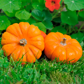 Courge Jack Be Little - Willemse