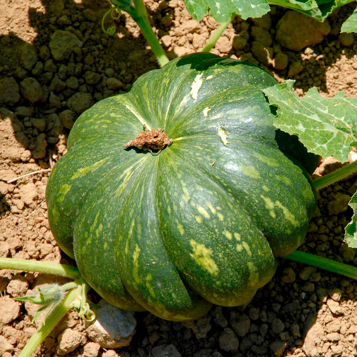 Courge Musquée de Provence - Cucurbita moschata Musquée de Provence - Willemse