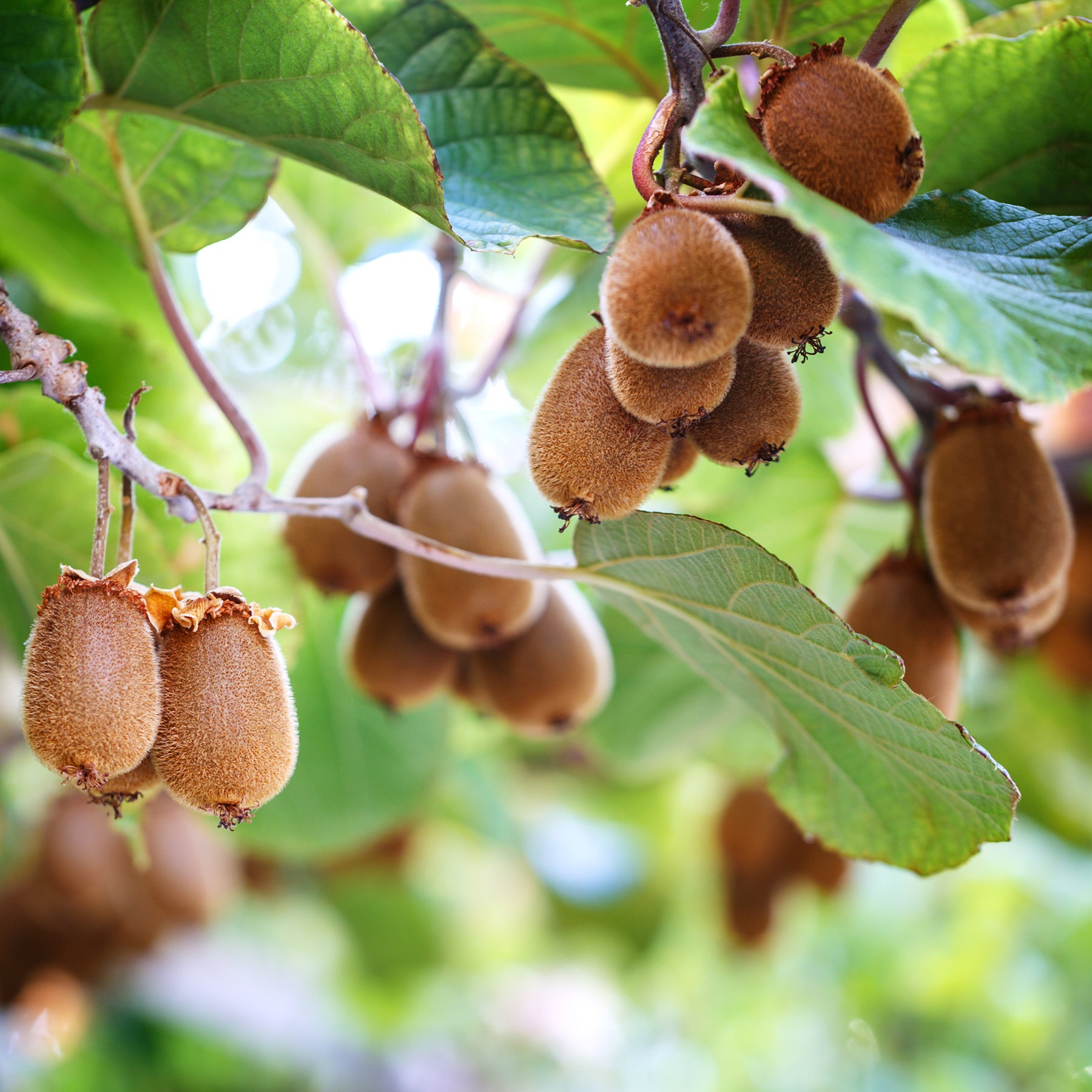 Kiwi autofertile Herma® - Willemse