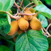 Kiwi autofertile Solo - Willemse