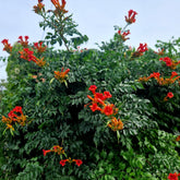 Bigone Ebony & Red® - Willemse