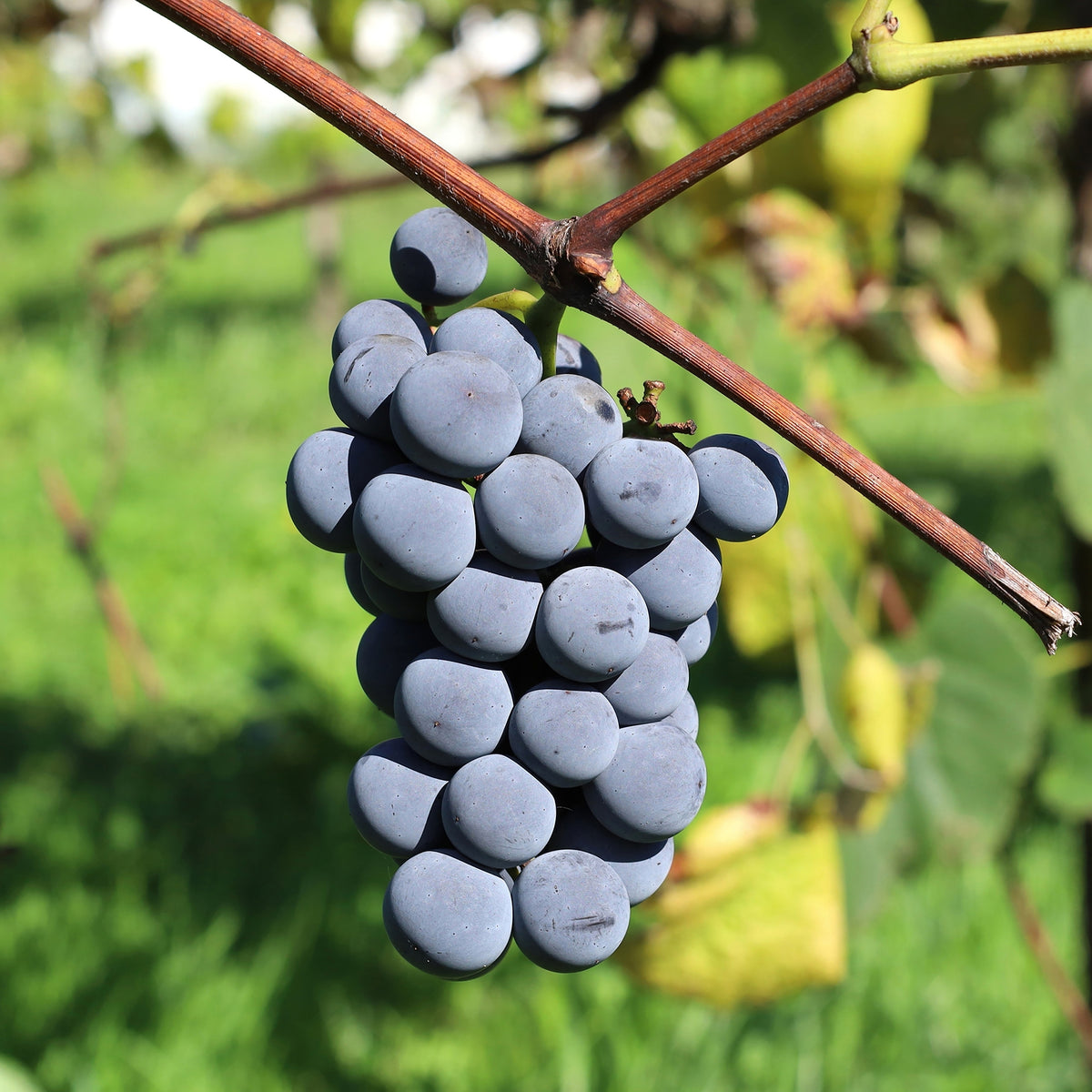 Vigne Isabella - Vitis vinifera Isabella - Willemse