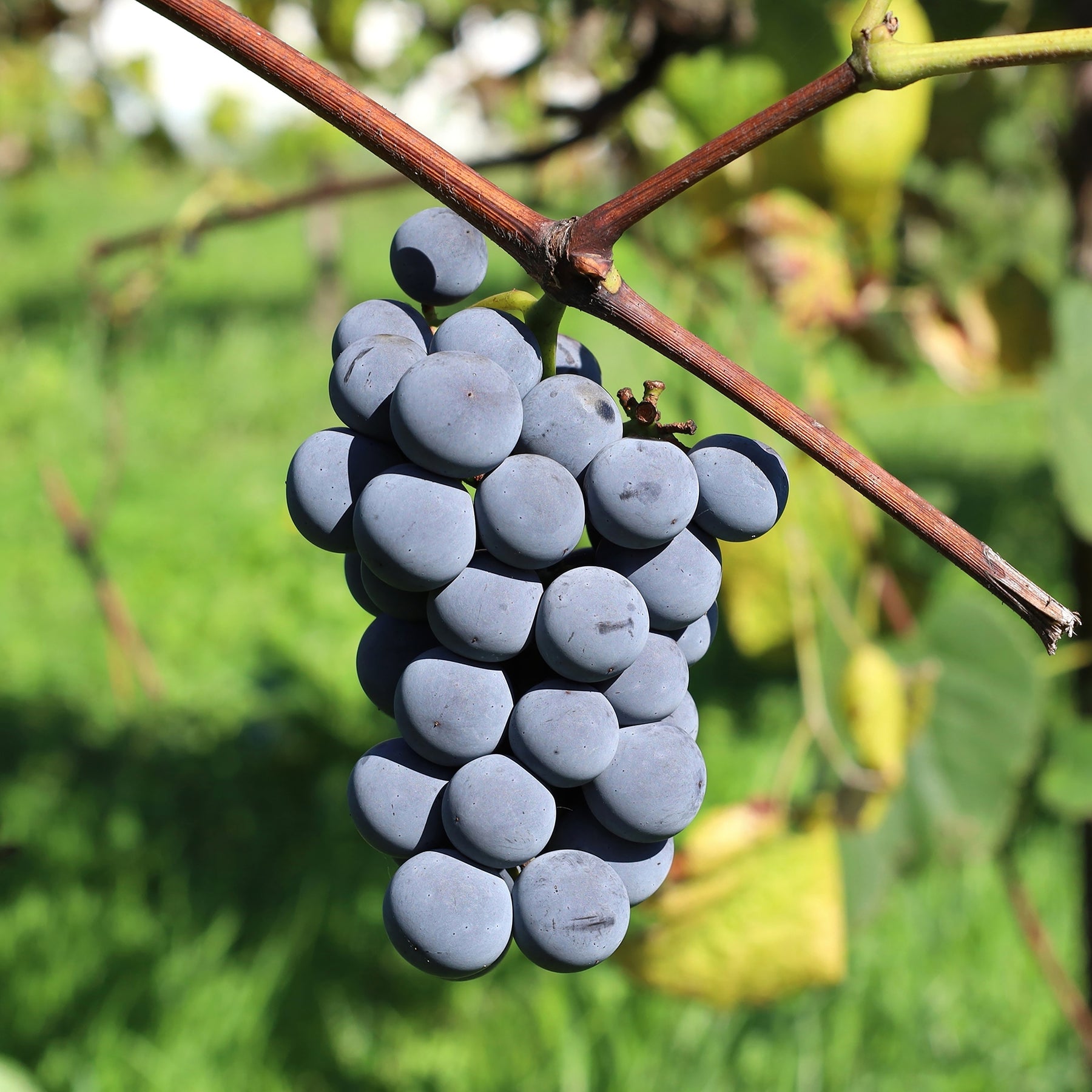Vigne Isabella - Vitis vinifera Isabella - Willemse