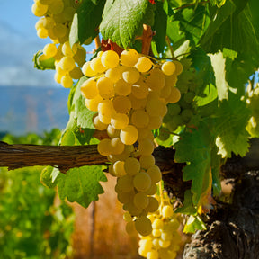 Vigne fraise Noah - Willemse